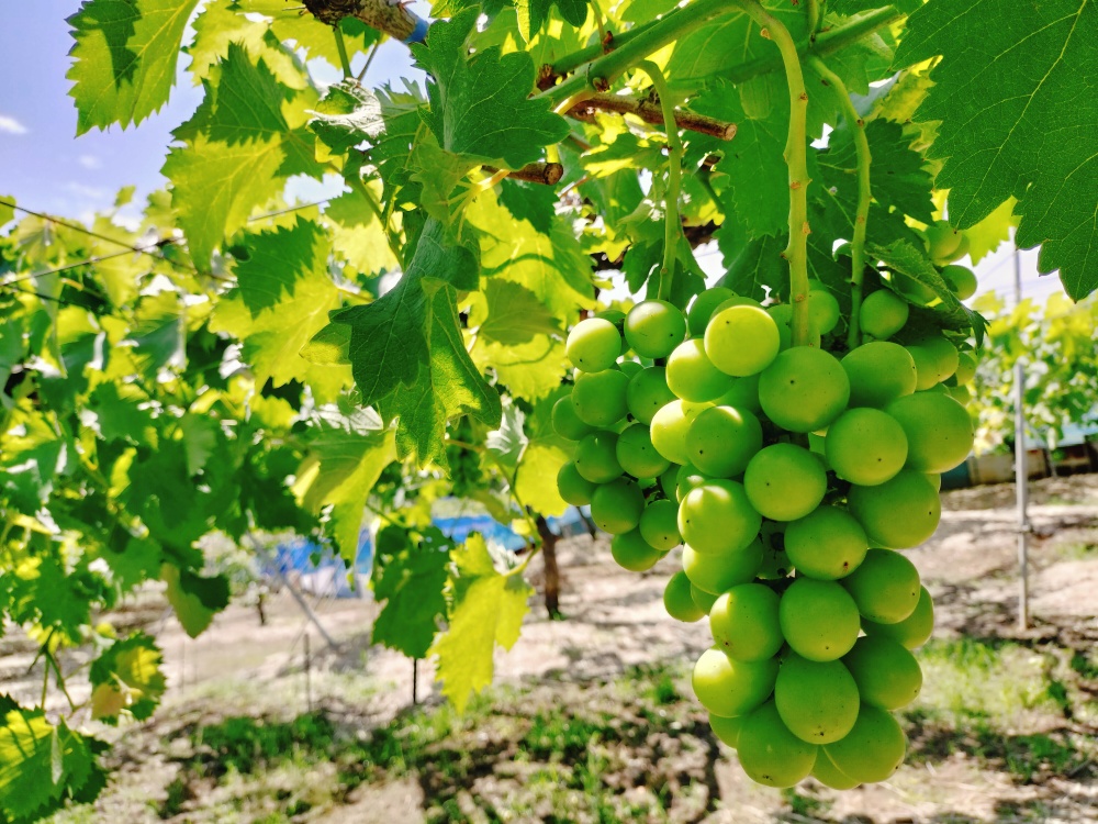 たわわに実るシャインマスカット
