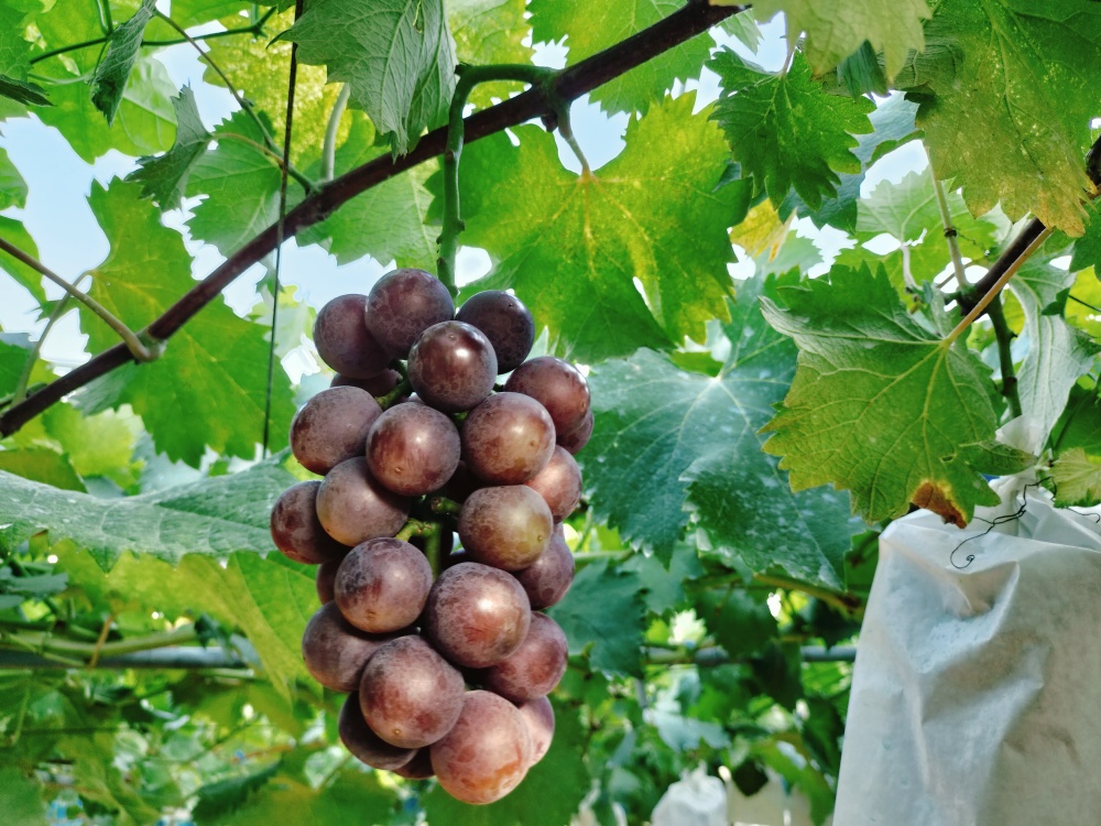 箱詰めのぶどう